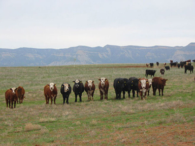 Cattle on Lot 30 - April 8, 2007